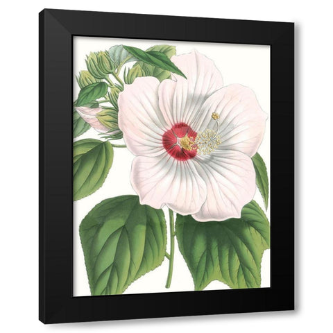 Floral Beauty IV Black Modern Wood Framed Art Print with Double Matting by Vision Studio