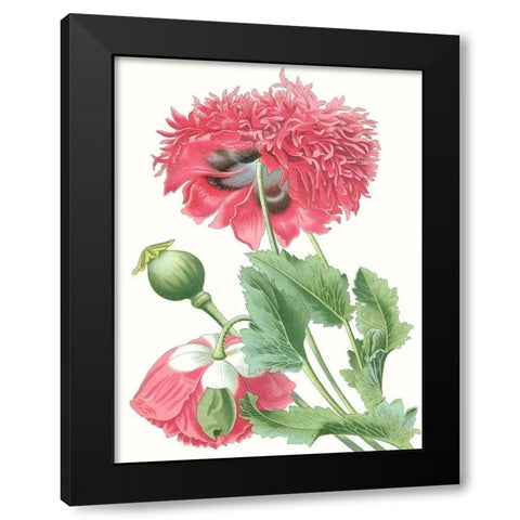 Floral Beauty V Black Modern Wood Framed Art Print by Vision Studio