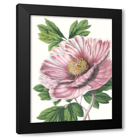 Floral Beauty VI Black Modern Wood Framed Art Print by Vision Studio