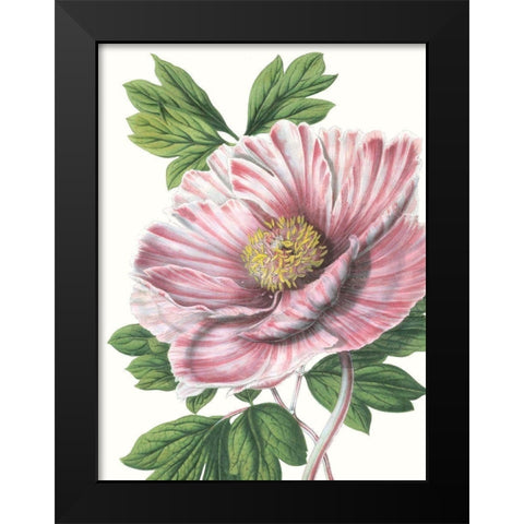 Floral Beauty VI Black Modern Wood Framed Art Print by Vision Studio