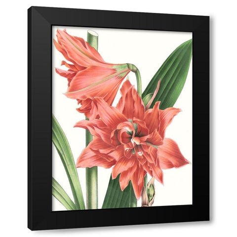 Floral Beauty VII Black Modern Wood Framed Art Print with Double Matting by Vision Studio