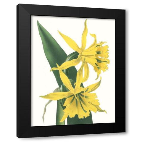 Floral Beauty VIII Black Modern Wood Framed Art Print with Double Matting by Vision Studio