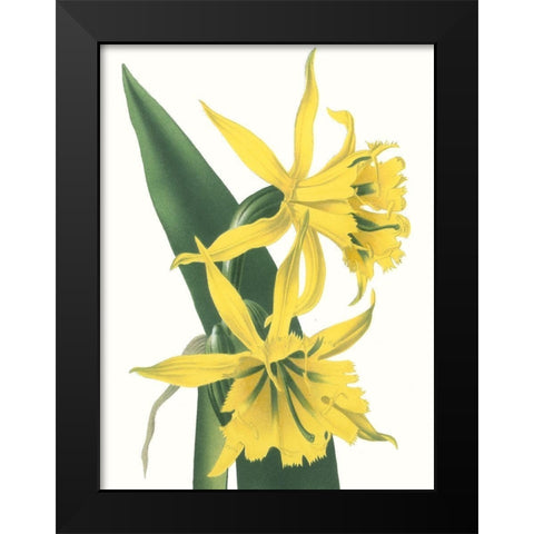 Floral Beauty VIII Black Modern Wood Framed Art Print by Vision Studio