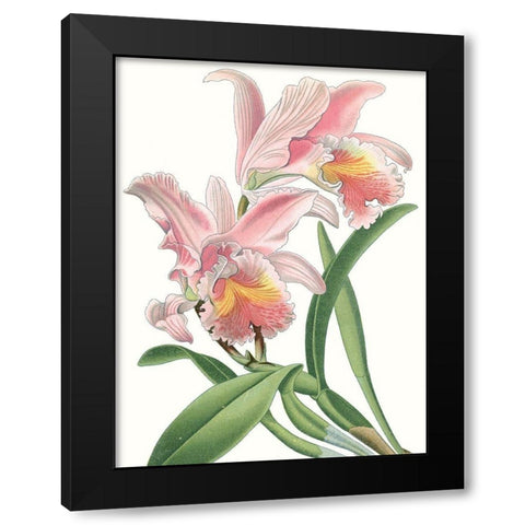 Floral Beauty IX Black Modern Wood Framed Art Print with Double Matting by Vision Studio