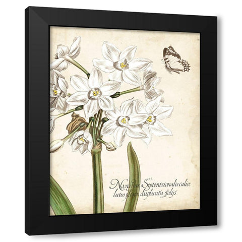 Narcissus Botanique I Black Modern Wood Framed Art Print by Vision Studio