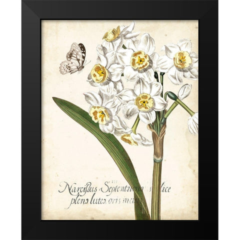 Narcissus Botanique II Black Modern Wood Framed Art Print by Vision Studio