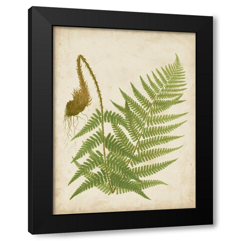 Fern Trio I Black Modern Wood Framed Art Print with Double Matting by Vision Studio