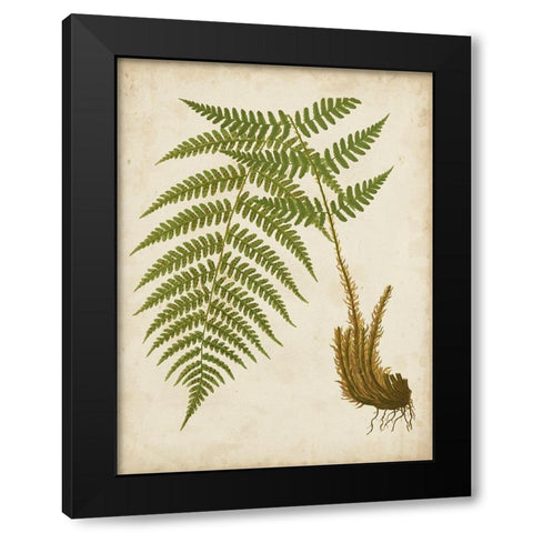 Fern Trio III Black Modern Wood Framed Art Print with Double Matting by Vision Studio