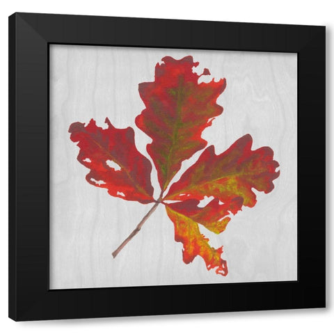 Autumn Leaves V Black Modern Wood Framed Art Print with Double Matting by Miller, Dianne