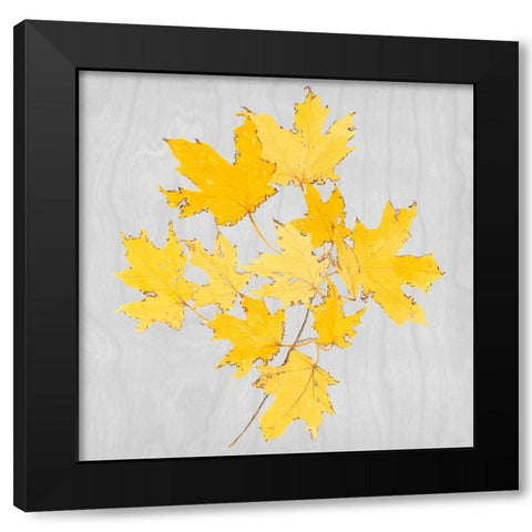Autumn Leaves VII Black Modern Wood Framed Art Print with Double Matting by Miller, Dianne