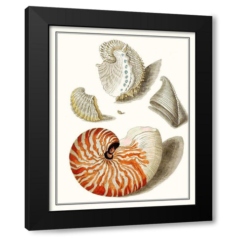 Collected Shells I Black Modern Wood Framed Art Print with Double Matting by Vision Studio