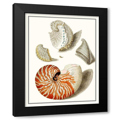 Collected Shells I Black Modern Wood Framed Art Print by Vision Studio