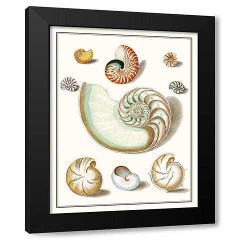 Collected Shells II Black Modern Wood Framed Art Print by Vision Studio