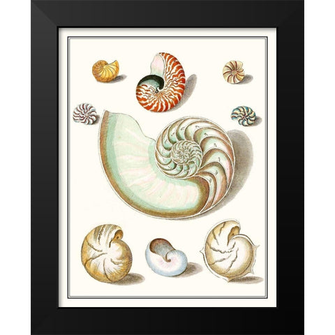 Collected Shells II Black Modern Wood Framed Art Print by Vision Studio