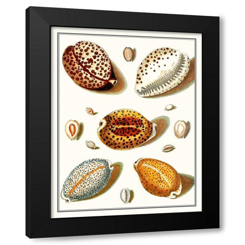 Collected Shells III Black Modern Wood Framed Art Print with Double Matting by Vision Studio