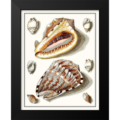 Collected Shells IV Black Modern Wood Framed Art Print by Vision Studio