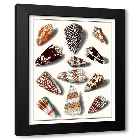 Collected Shells V Black Modern Wood Framed Art Print with Double Matting by Vision Studio