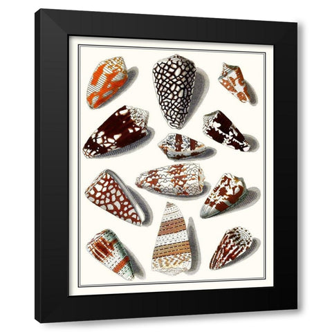 Collected Shells V Black Modern Wood Framed Art Print by Vision Studio