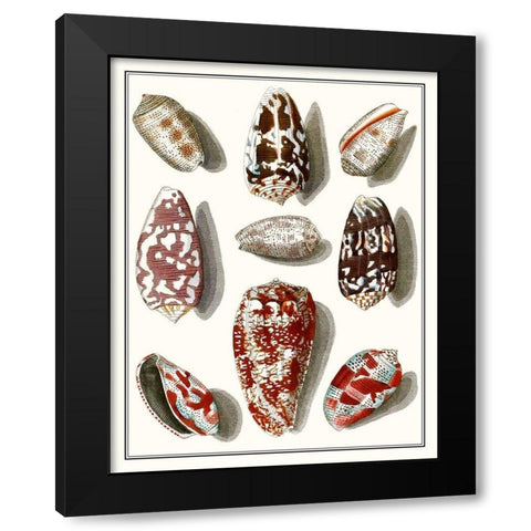 Collected Shells VI Black Modern Wood Framed Art Print by Vision Studio