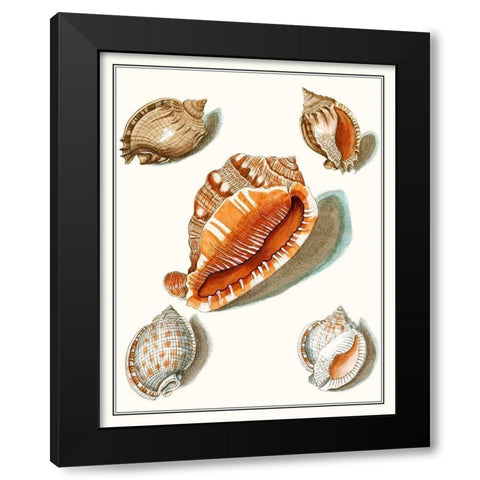 Collected Shells VII Black Modern Wood Framed Art Print with Double Matting by Vision Studio