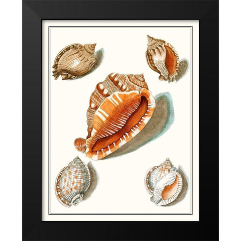 Collected Shells VII Black Modern Wood Framed Art Print by Vision Studio