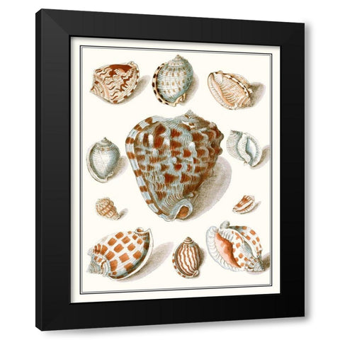 Collected Shells VIII Black Modern Wood Framed Art Print with Double Matting by Vision Studio