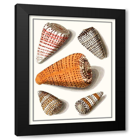 Collected Shells IX Black Modern Wood Framed Art Print with Double Matting by Vision Studio