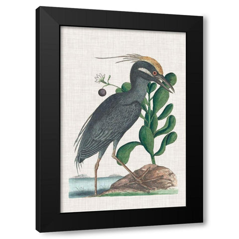 Catesby Heron I Black Modern Wood Framed Art Print by Catesby, Mark