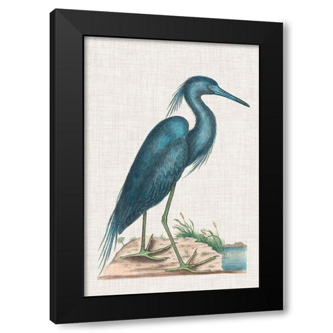 Catesby Heron II Black Modern Wood Framed Art Print by Catesby, Mark