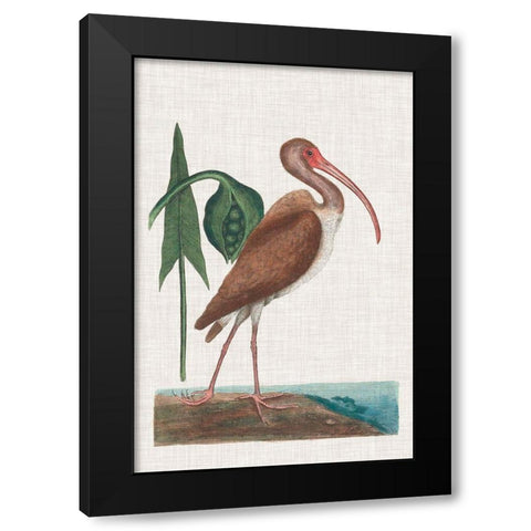 Catesby Heron V Black Modern Wood Framed Art Print with Double Matting by Catesby, Mark
