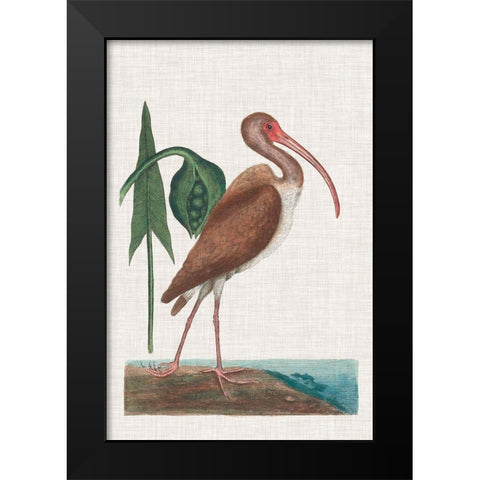 Catesby Heron V Black Modern Wood Framed Art Print by Catesby, Mark