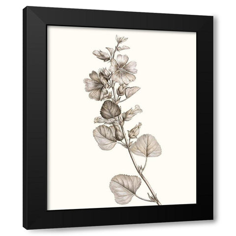 Neutral Botanical Study I Black Modern Wood Framed Art Print with Double Matting by Vision Studio