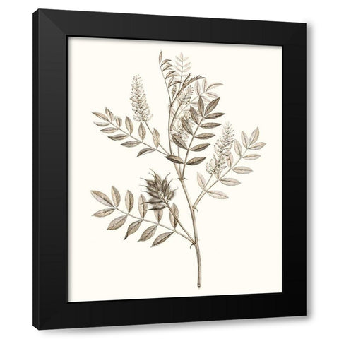 Neutral Botanical Study III Black Modern Wood Framed Art Print with Double Matting by Vision Studio