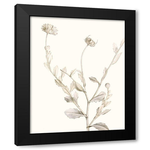 Neutral Botanical Study IV Black Modern Wood Framed Art Print with Double Matting by Vision Studio