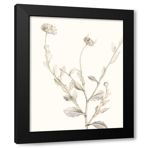 Neutral Botanical Study IV Black Modern Wood Framed Art Print by Vision Studio