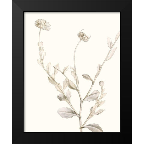 Neutral Botanical Study IV Black Modern Wood Framed Art Print by Vision Studio