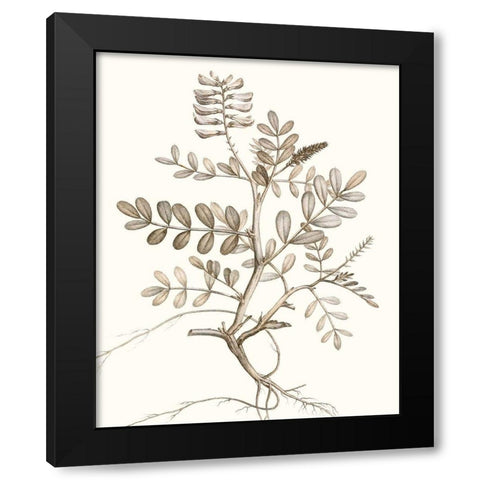 Neutral Botanical Study VI Black Modern Wood Framed Art Print with Double Matting by Vision Studio