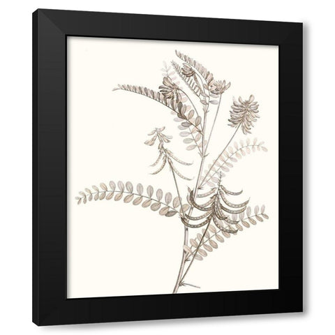 Neutral Botanical Study VII Black Modern Wood Framed Art Print by Vision Studio