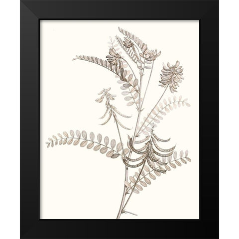 Neutral Botanical Study VII Black Modern Wood Framed Art Print by Vision Studio