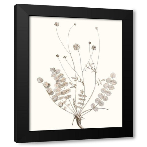 Neutral Botanical Study IX Black Modern Wood Framed Art Print by Vision Studio