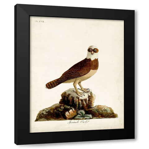 Spectacle Owl Black Modern Wood Framed Art Print by Latham, John