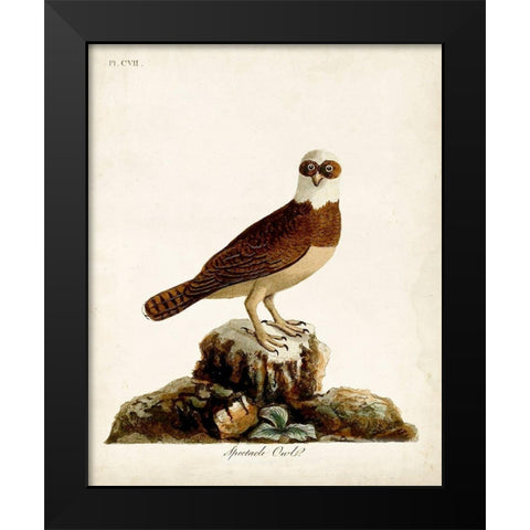 Spectacle Owl Black Modern Wood Framed Art Print by Latham, John