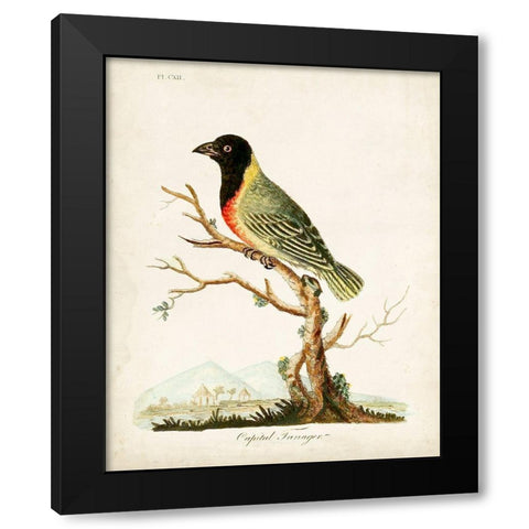 Capital Tanager Black Modern Wood Framed Art Print by Latham, John