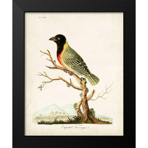 Capital Tanager Black Modern Wood Framed Art Print by Latham, John