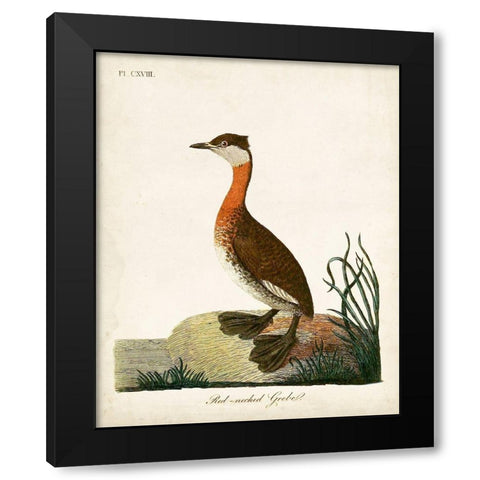 Red-Necked Grebe Black Modern Wood Framed Art Print with Double Matting by Latham, John