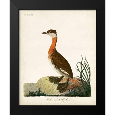 Red-Necked Grebe Black Modern Wood Framed Art Print by Latham, John