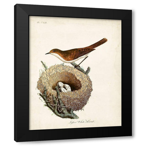 Lesser White-Throat and Nest Black Modern Wood Framed Art Print by Latham, John
