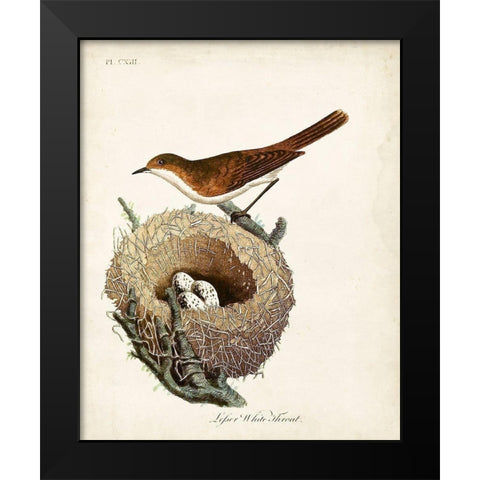 Lesser White-Throat and Nest Black Modern Wood Framed Art Print by Latham, John