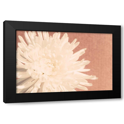 Blush Burst I Black Modern Wood Framed Art Print with Double Matting by Johnson, Jason