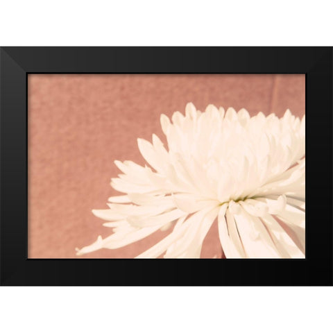 Blush Burst II Black Modern Wood Framed Art Print by Johnson, Jason